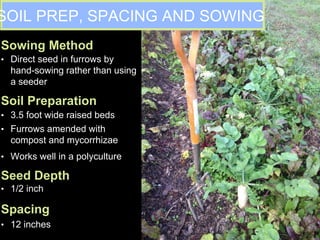 • Direct seed in furrows by
hand-sowing rather than using
a seeder
• 3.5 foot wide raised beds
• 1/2 inch
SOIL PREP, SPACING AND SOWING
Sowing Method
Soil Preparation
• Furrows amended with
compost and mycorrhizae
Seed Depth
Spacing
• 12 inches
• Works well in a polyculture
 