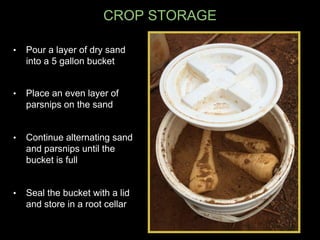 CROP STORAGE
• Pour a layer of dry sand
into a 5 gallon bucket
• Place an even layer of
parsnips on the sand
• Continue alternating sand
and parsnips until the
bucket is full
• Seal the bucket with a lid
and store in a root cellar
 