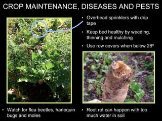 CROP MAINTENANCE, DISEASES AND PESTS
• Overhead sprinklers with drip
tape
• Keep bed healthy by weeding,
thinning and mulching
• Use row covers when below 28º
• Watch for flea beetles, harlequin
bugs and moles
• Root rot can happen with too
much water in soil
 