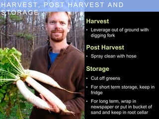 H A R V E S T , P O S T H A R V E S T A N D
S T O R A G E
Harvest
Post Harvest
Storage
• Leverage out of ground with
digging fork
• Spray clean with hose
• Cut off greens
• For short term storage, keep in
fridge
• For long term, wrap in
newspaper or put in bucket of
sand and keep in root cellar
 