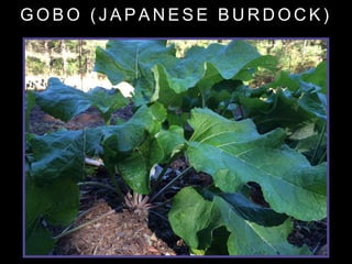 G O B O ( J A P A N E S E B U R D O C K )
 