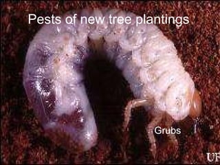 Pests of new tree plantings Grubs 