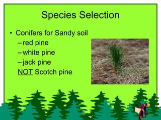 Species Selection <ul><li>Conifers for Sandy soil </li></ul><ul><ul><li>red pine </li></ul></ul><ul><ul><li>white pine </l...