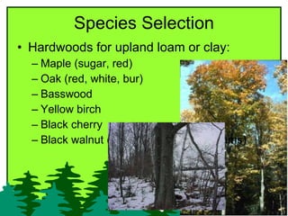 Species Selection <ul><li>Hardwoods for upland loam or clay:  </li></ul><ul><ul><li>Maple (sugar, red)  </li></ul></ul><ul...