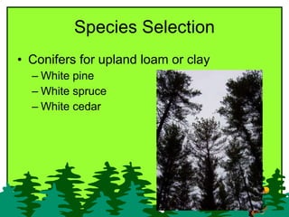 Species Selection <ul><li>Conifers for upland loam or clay  </li></ul><ul><ul><li>White pine  </li></ul></ul><ul><ul><li>W...