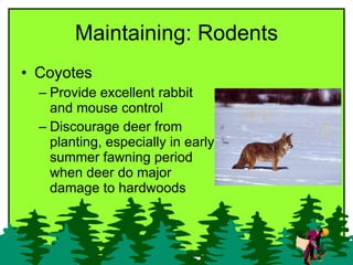 Maintaining: Rodents <ul><li>Coyotes  </li></ul><ul><ul><li>Provide excellent rabbit and mouse control </li></ul></ul><ul>...
