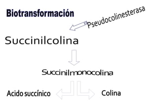 Succinilcolina
