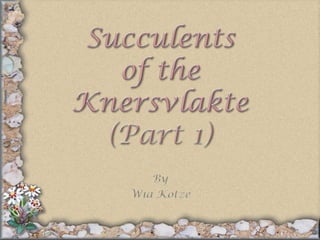 Succulentsof theKnersvlakte(Part 1) By Wia Kotzé 