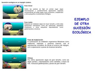 EJEMPLO
DE OTRA
SUCESIÓN
ECOLÓGICA
 