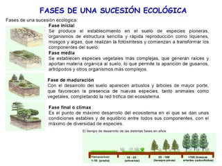 FASES DE UNA SUCESIÓN ECOLÓGICA
 