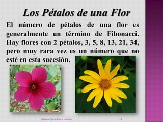 Los Pétalos de una Flor
El número de pétalos de una flor es
generalmente un término de Fibonacci.
Hay flores con 2 pétalos...
