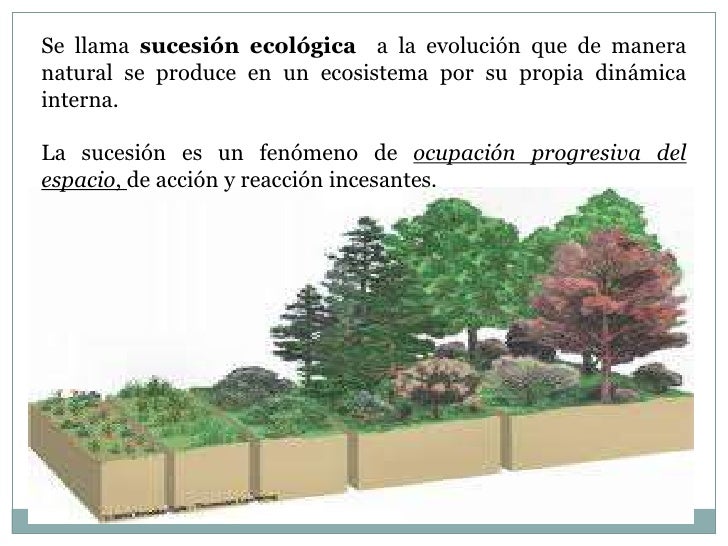 ESCUELA DE BIOLOGIA Y QUIMICA-Magaly Mosquera-Sucesiones ecologicas