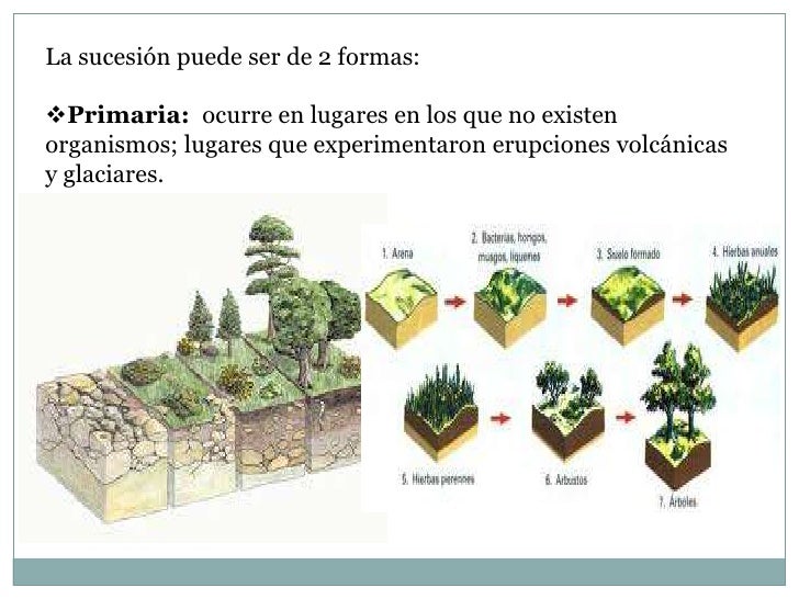 ESCUELA DE BIOLOGIA Y QUIMICAMagaly MosqueraSucesiones ecologicas