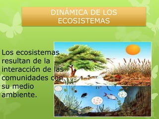 DINÁMICA DE LOS
ECOSISTEMAS
Los ecosistemas
resultan de la
interacción de las
comunidades con
su medio
ambiente.
 