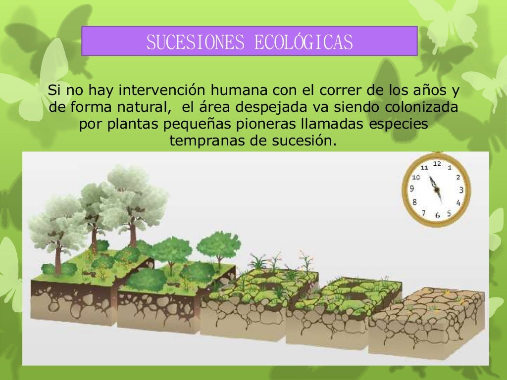 Sucesiones ecologicas