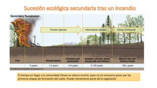 El tiempo en llegar a la comunidad clímax se reduce mucho, pues no es necesario pasar por las
primeras etapas de formación del suelo. Puede mantenerse parte de la vegetación
 