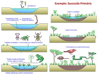 Exemplo: Sucessão Primária  