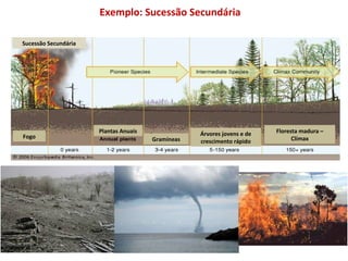 Exemplo: Sucessão Secundária  Sucessão Secundária Fogo Plantas Anuais Gramíneas Árvores jovens e de crescimento rápido Floresta madura – Clímax 