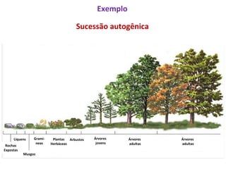 Exemplo  Sucessão autogênica Rochas Expostas Líquens Musgos Gramí- neas Plantas Herbáceas Arbustos Árvores  jovens Árvores  adultas Árvores  adultas 