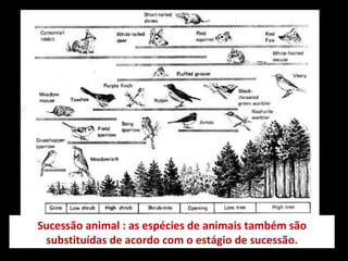 Sucessão animal : as espécies de animais também são substituídas de acordo com o estágio de sucessão. 