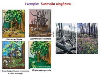 Exemplo:  Sucessão alogênica Floresta clímax Ocorrência de incêndio Sementes queimadas germinando e raízes brotando  Floresta recuperada 