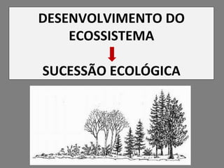 DESENVOLVIMENTO DO ECOSSISTEMA SUCESSÃO ECOLÓGICA 