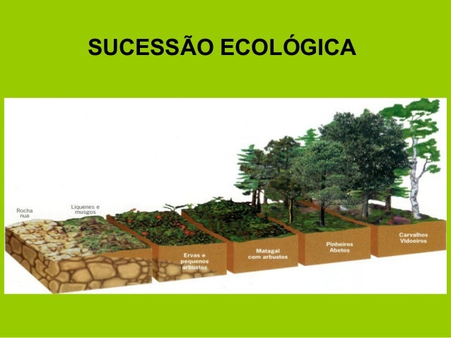 SUCESSÃO ECOLÓGICA
 