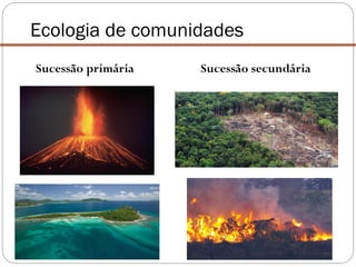 Sucessão primária Sucessão secundária
Ecologia de comunidades
 