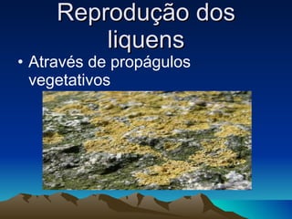 Reprodução dos liquens Através de propágulos vegetativos 