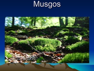 Musgos 