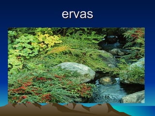 ervas 