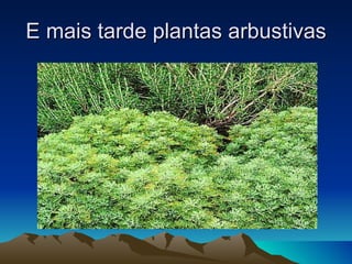 E mais tarde plantas arbustivas 