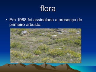 flora Em 1988 foi assinalada a presença do primeiro arbusto. 