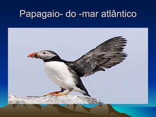 Papagaio- do -mar atlântico 
