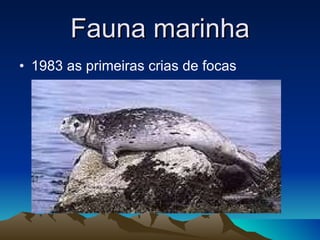 Fauna marinha 1983 as primeiras crias de focas 