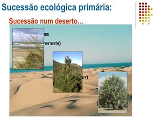 Sucessão ecológica primária: Sucessão num deserto… Gramineas  ( Ammophila arenaria ) Pinheiros  ( Pinus pinaster ) Carvalhos ( Quercus  sp.) 