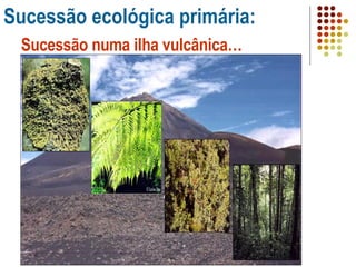 Sucessão ecológica primária: Sucessão numa ilha vulcânica… Liquenes  Fetos Arbustos  Floresta  