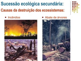 Incêndios Abate de árvores Sucessão ecológica secundária: Causas da destruição dos ecossistemas: 