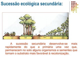 A sucessão secundária desenvolve-se mais rapidamente do que a primária uma vez que, permanecem no solo alguns organismos e sementes que tornam o substrato mais favorável á recolonização. Sucessão ecológica secundária: 