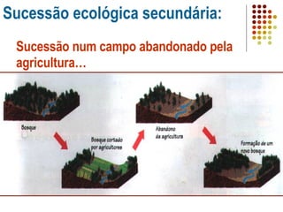 Sucessão ecológica secundária: Sucessão num campo abandonado pela agricultura… 