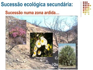 Sucessão ecológica secundária: Sucessão numa zona ardida… Urze ( Erica sp. ) Esteva ( Cistus sp .) Carvalhos ( Quercus sp .) 