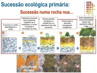 Sucessão ecológica primária: A chuva e o vento desintegram a rocha Espécies pioneiras como líquenes, instalam-se e modificam a rocha, iniciando a formação do solo Outras plantas começam a instalar-se e a espessura do solo aumenta Gramíneas e arbustos conseguem instalar-se. Está estabelecida uma comunidade climax em equilíbrio com o meio. Sucessão numa rocha nua… Comunidade Pioneira 