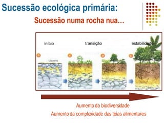 Sucessão ecológica primária: Sucessão numa rocha nua… Comunidade Pioneira Aumento da biodiversidade Aumento da complexidade das teias alimentares início transição estabilidade 