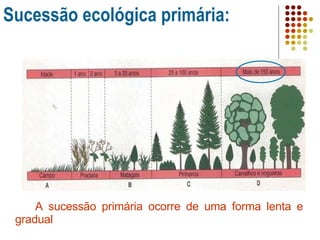 Sucessão ecológica primária: Comunidade Pioneira A sucessão primária ocorre de uma forma lenta e gradual 
