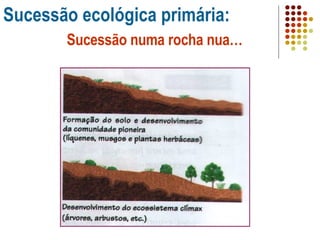 Sucessão ecológica primária: Sucessão numa rocha nua… 