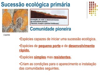 Sucessão ecológica primária Comunidade pioneira Espécies capazes de iniciar uma sucessão ecológica. Espécies de  pequeno porte  e de  desenvolvimento rápido. Espécies  simples  mas  resistentes . Criam as condições para o aparecimento e instalação das comunidades seguintes. Líquenes 