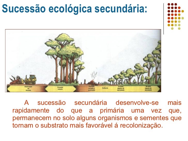Uma Diferença Entre Sucessão Primária E Sucessão Secundária é