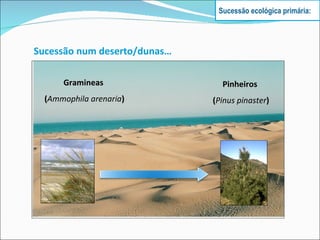 Sucessão num deserto/dunas… Gramineas  ( Ammophila arenaria ) Pinheiros  ( Pinus pinaster ) Sucessão ecológica primária: 