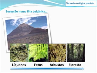 Sucessão ecológica primária: Sucessão numa ilha vulcânica… Líquenes  Fetos Arbustos  Floresta  