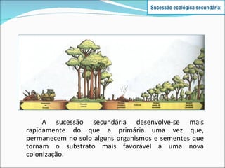A sucessão secundária desenvolve-se mais rapidamente do que a primária uma vez que, permanecem no solo alguns organismos e sementes que tornam o substrato mais favorável a uma nova colonização. Sucessão ecológica secundária: 